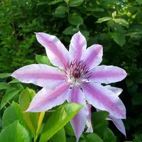 Nelly Moser Clematis (Clematis Nelly Moser) Hero Img